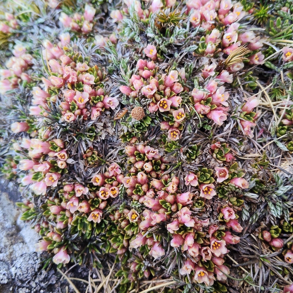 Hectorella caespitosa (Hectorella caespitosa)