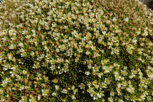 Hectorella caespitosa (Hectorella caespitosa)