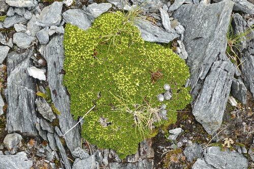 Hectorella caespitosa (Hectorella caespitosa)