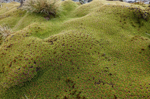Hectorella caespitosa (Hectorella caespitosa)
