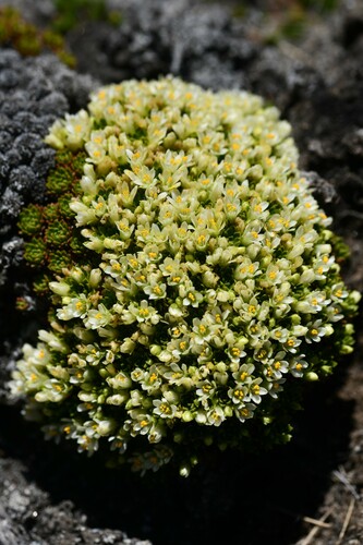 Hectorella caespitosa (Hectorella caespitosa)