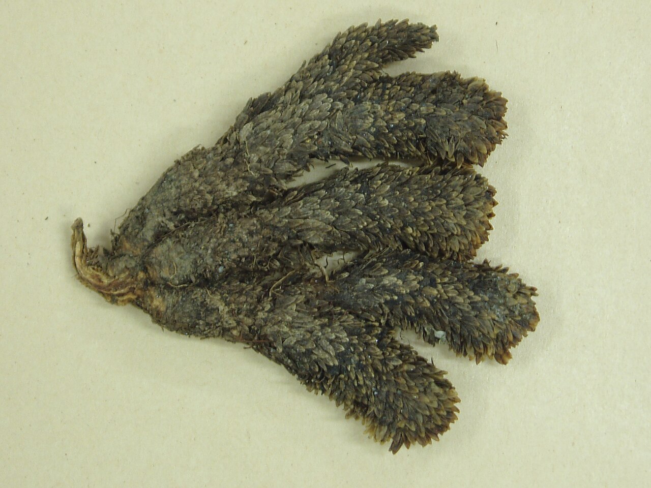 Hectorella caespitosa (Hectorella caespitosa)