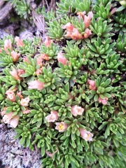 Hectorella caespitosa (Hectorella caespitosa)