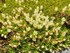 Hectorella caespitosa (Hectorella caespitosa)
