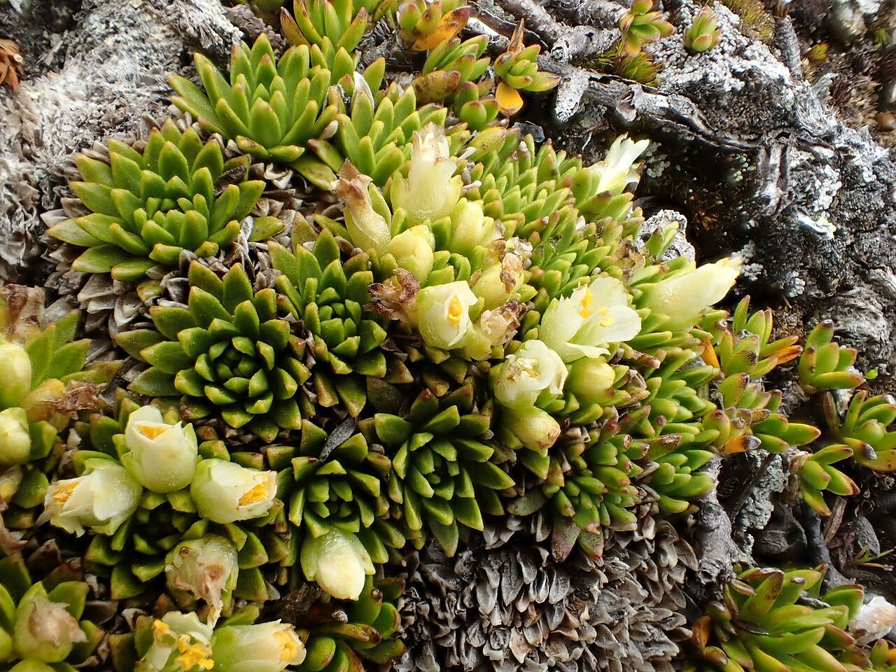 Hectorella caespitosa: Hectorella caespitosa. Species of plant.