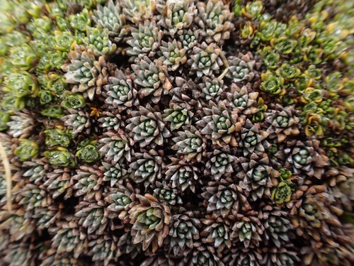 Hectorella caespitosa (Hectorella caespitosa)