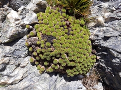 Hectorella caespitosa (Hectorella caespitosa)