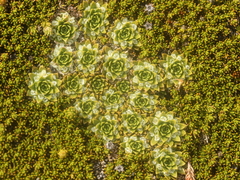 Hectorella caespitosa (Hectorella caespitosa)