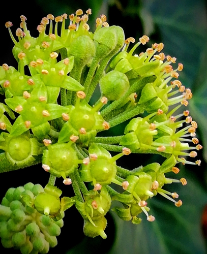 English ivy