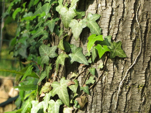 English ivy (Hedera helix)