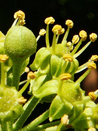 English ivy (Hedera helix)