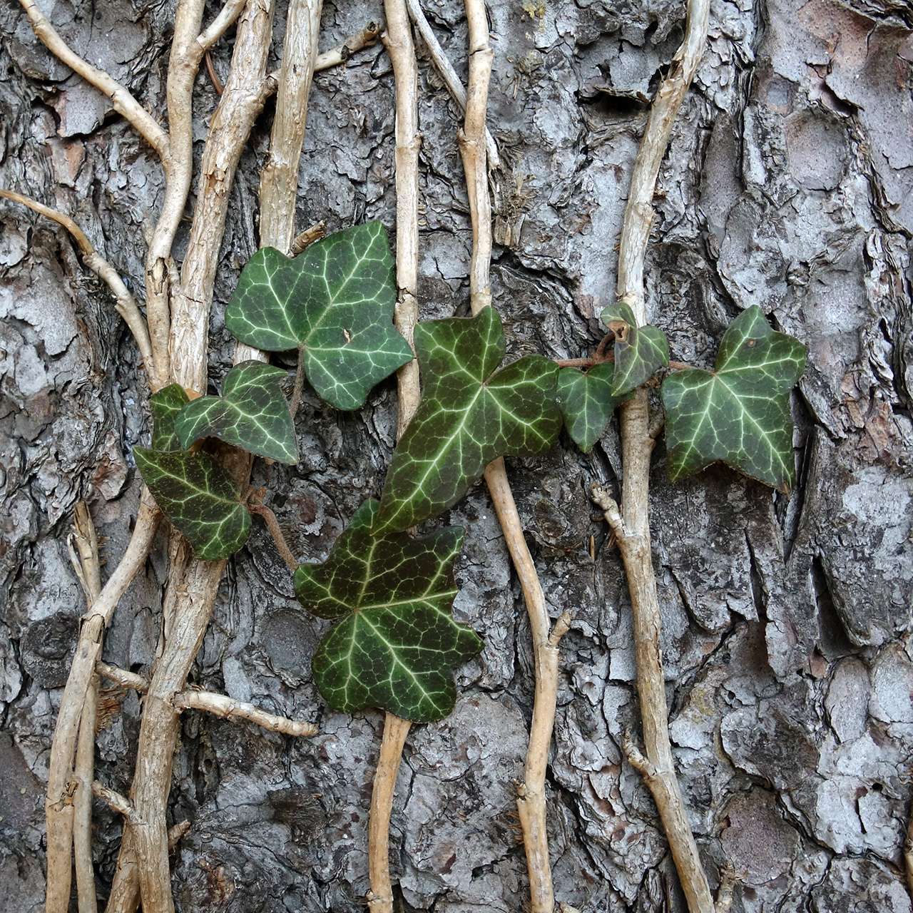 English ivy: Hedera helix; growth strategy