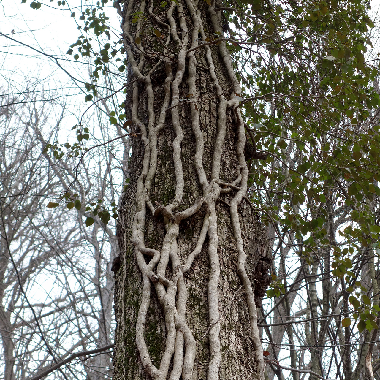 English ivy: Hedera helix; growth strategy