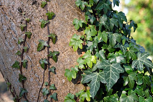 English ivy: Hedera helix in Dover, UK.