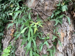 English ivy (Hedera helix)