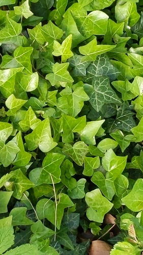 English ivy (Hedera helix)