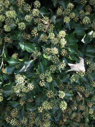 English ivy (Hedera helix)
