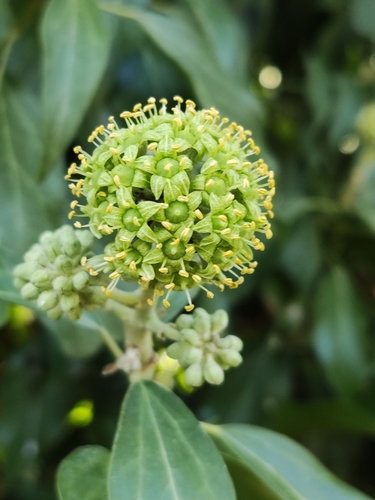 English ivy (Hedera helix)