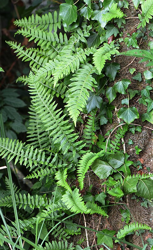 English ivy: Polypodium vulgare in epiphytic situation (hung on ivy, on the vertical part of a trunk), in the Brimeux marsh