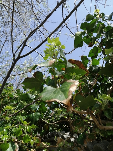 English ivy (Hedera helix)
