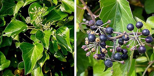 Atlantic ivy: klimop met bloem en vrucht