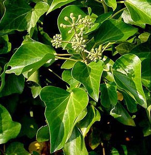 Atlantic ivy: :Image:Hedera hibernica.jpg by User:Wouterhagens split into components: 1. flower shoot