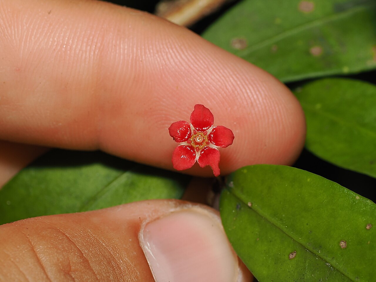 Hedraianthera porphyropetala: Hedraianthera porphyropetala flower in southeast Queensland