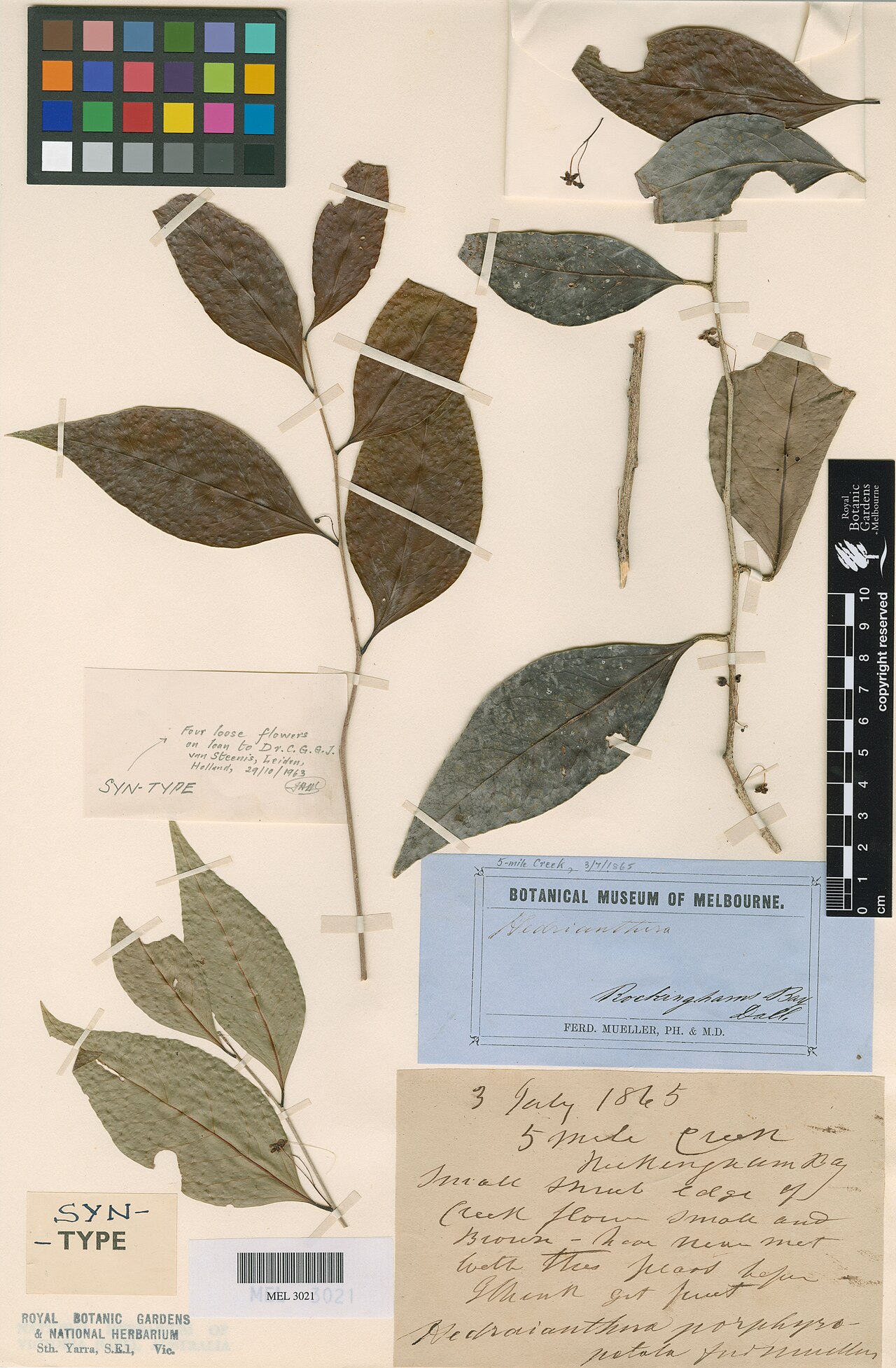 Hedraianthera porphyropetala: Dallachy, J. s.n. (MEL 3021), Syntype of Hedraianthera porphyropetala F.Muell.