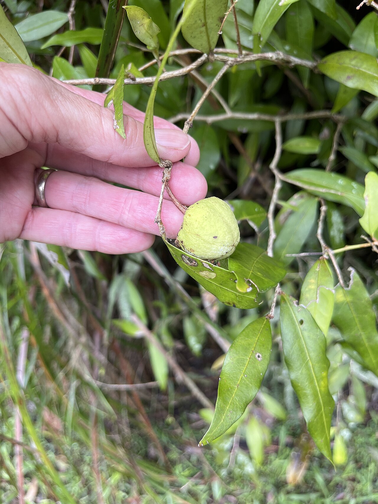 Hedraianthera porphyropetala: Hedraianthera porphyropetala fruit in southeast Queensland