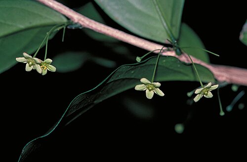 Hedraianthera porphyropetala: Hedraianthera porphyropetala with flowers