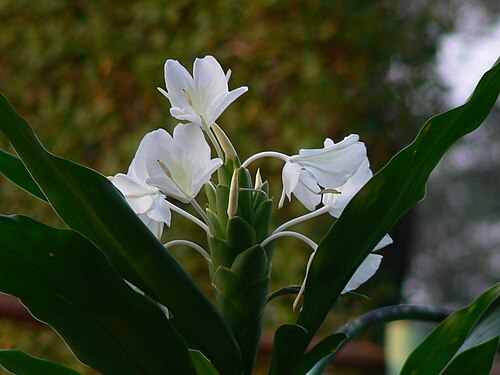 White garland-lily: Hedychium coronarium