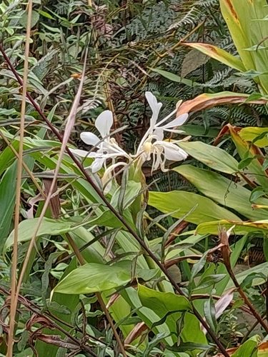 White garland-lily (Hedychium coronarium)