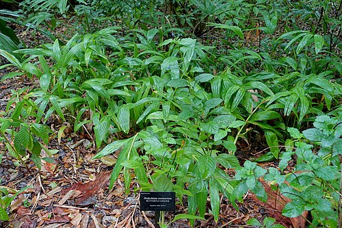 White garland-lily: Botanical specimen in McKee Botanical Garden - Vero Beach, Florida, USA.