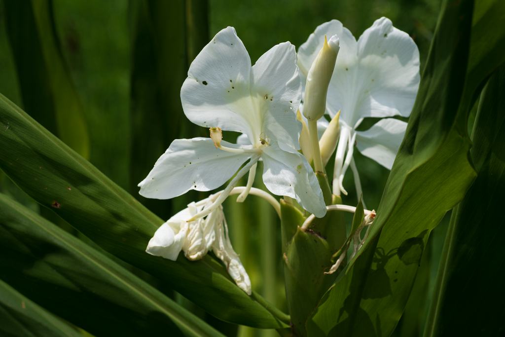 White garland-lily (Hedychium coronarium)