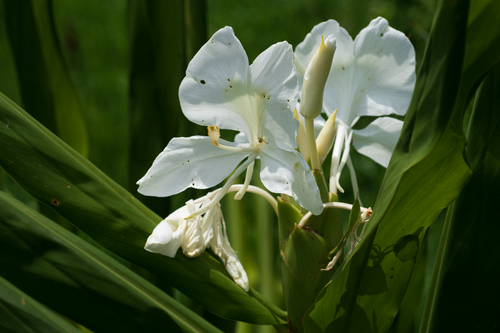 White garland-lily