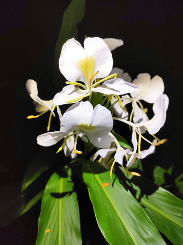 White garland-lily (Hedychium coronarium)