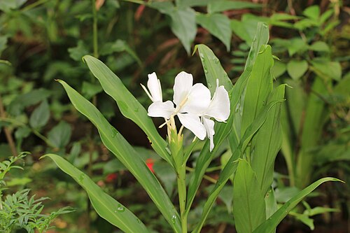 White garland-lily: Photos of plants taken by V C Balakrishnan