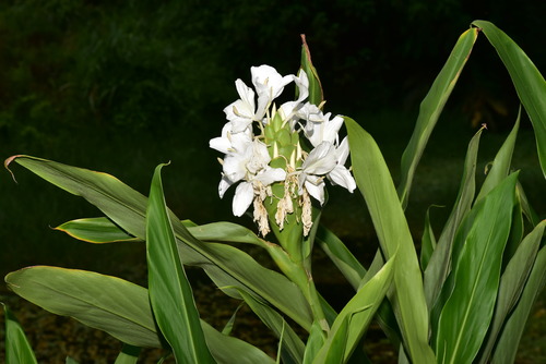 White garland-lily (Hedychium coronarium)