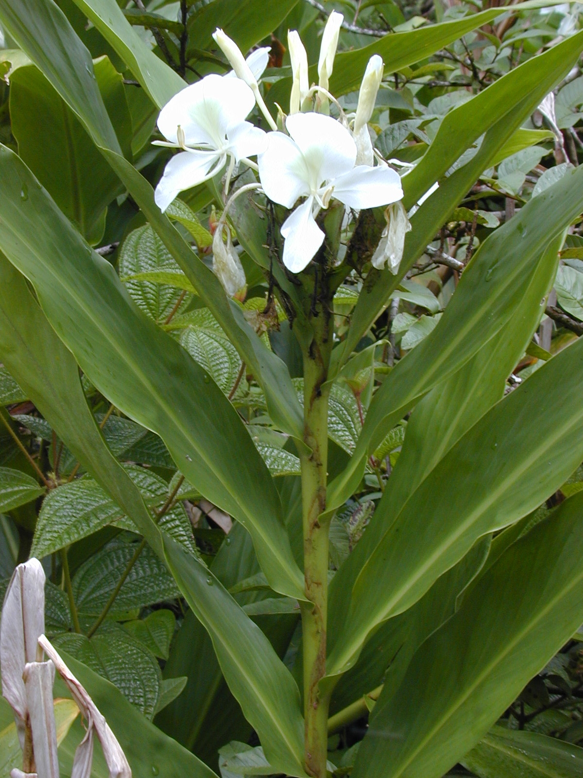 White garland-lily: Hedychium coronarium (leaves and flowers). Location: Maui, Wahinepee