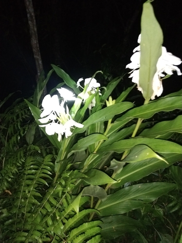 White garland-lily (Hedychium coronarium)