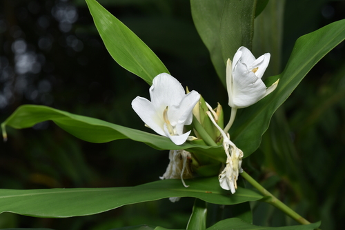White garland-lily (Hedychium coronarium)