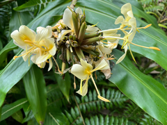 Cream garland-lily (Hedychium flavescens)