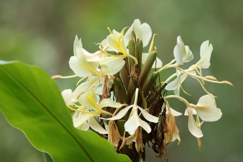 Cream garland-lily (Hedychium flavescens)