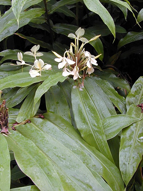 Cream garland-lily: Hedychium flavescens (leaves and flowers). Location: Maui, Wahinepee