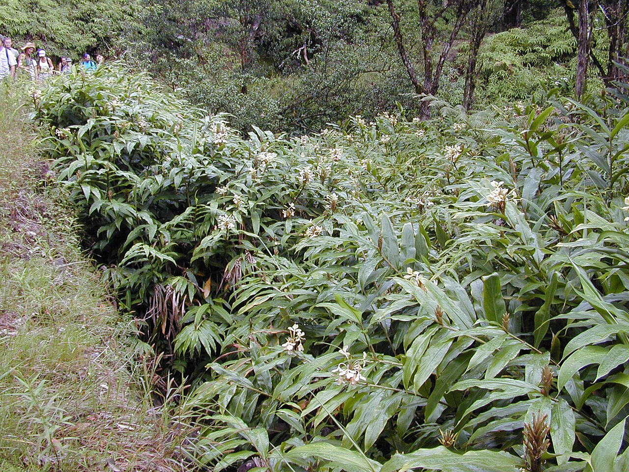 Cream garland-lily: Hedychium flavescens (habit along ditch trail). Location: Maui, Wahinepee