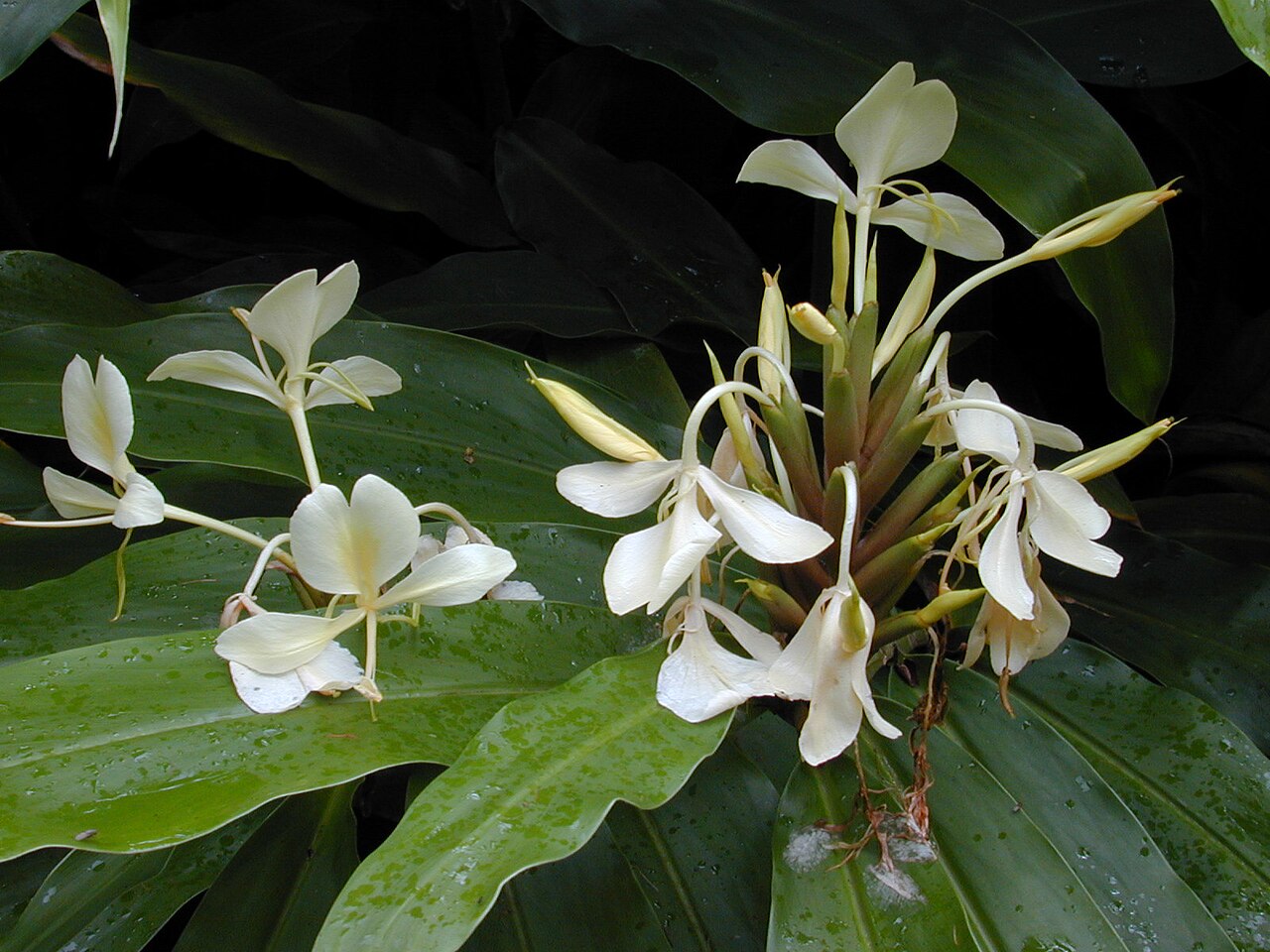 Cream garland-lily: Hedychium flavescens (flowers). Location: Maui, Wahinepee