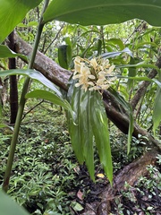 Cream garland-lily (Hedychium flavescens)