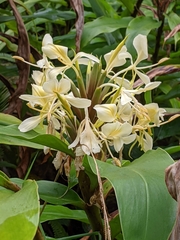 Cream garland-lily (Hedychium flavescens)