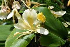 Cream garland-lily (Hedychium flavescens)