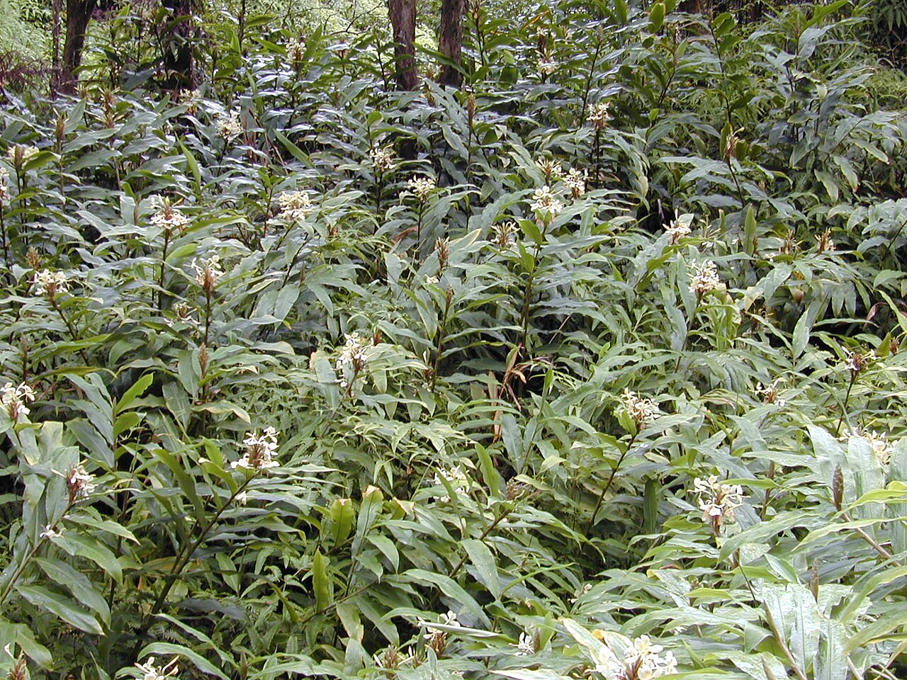 Cream garland-lily: Hedychium flavescens (habit). Location: Maui, Wahinepee